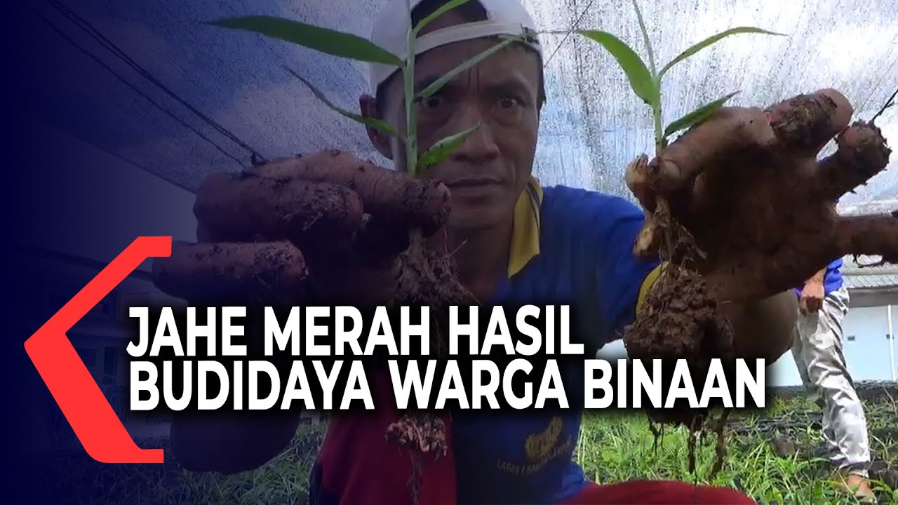Jahe Merah Hasil Budidaya Warga Binaan di Lapas Rajabasa Lampung