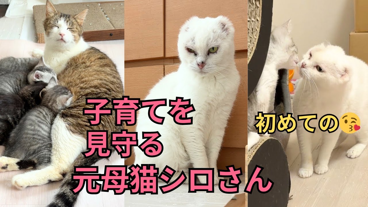 【2025年夏】元山の野良猫シロの目の上の黒いモノは何⁉️母猫と６匹の子育てを傍で見守るシロさんの眼差しが…