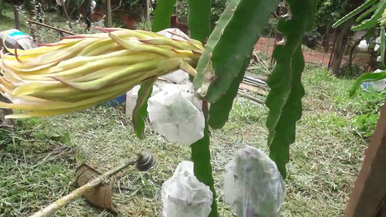como proteger as flores da pitaya
