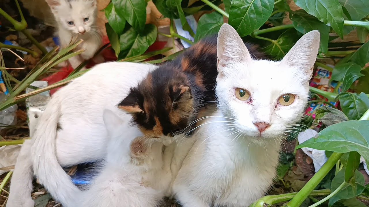 Mother cat hides her kittens in the garden of apartment building