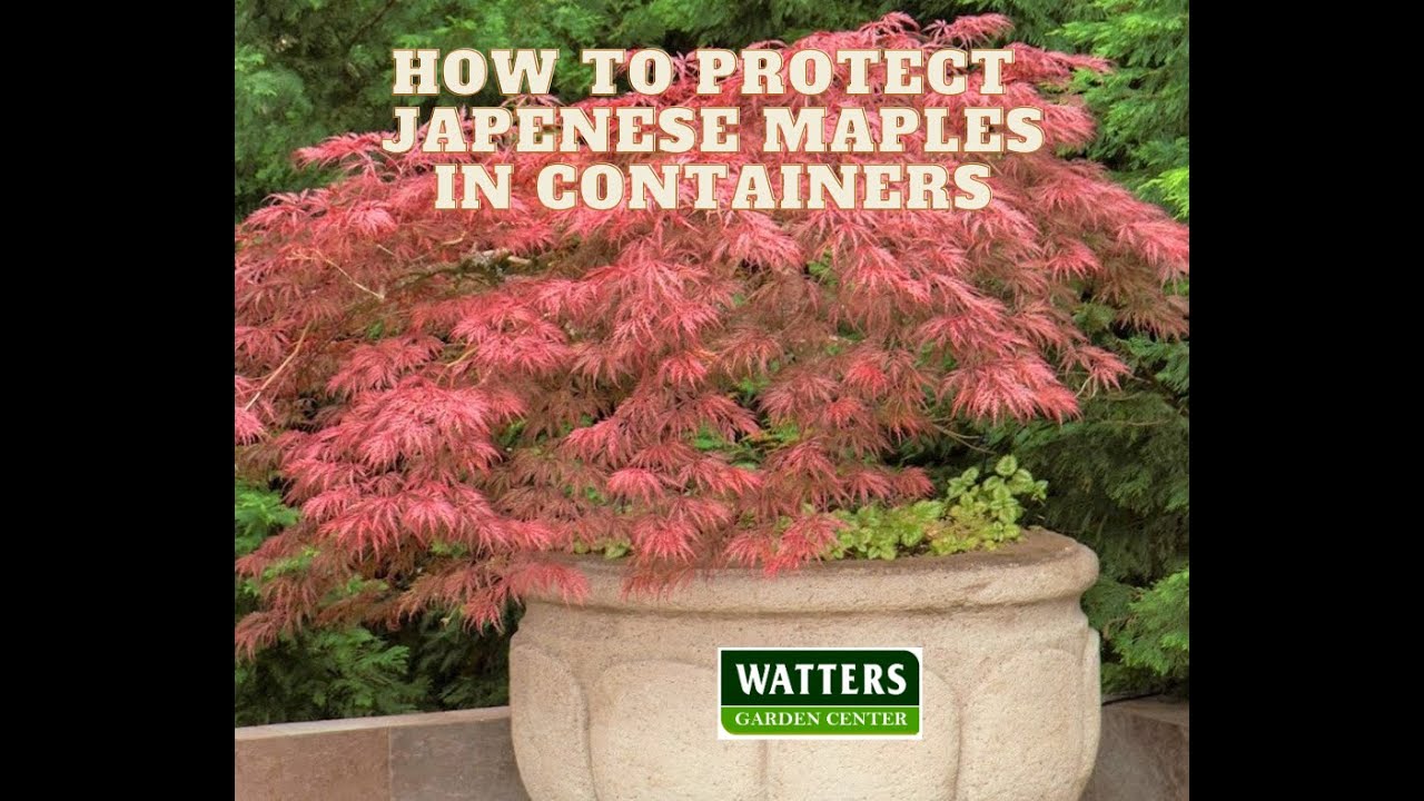 How to Winter Protect Japanese Maples in Containers