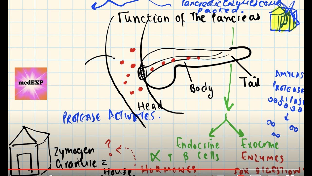 What is a zymogen? Introduction to pancreatic enzymes EASY TO UNDERSTAND