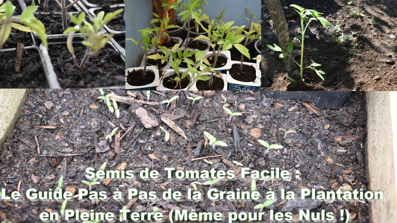 Comment semer puis replanter les tomates en godet puis en pleine terre?
