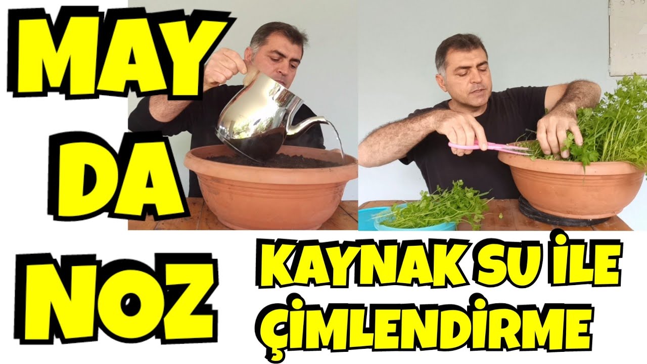 Kaynamış Su İle Saksıda Maydanoz Çimlendirme