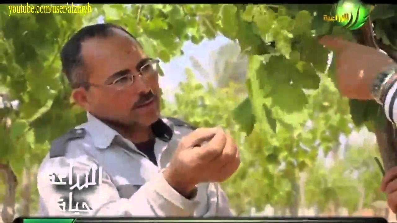 زراعة العنب بالصور ادارة المجموع الخضرى والتقليم بالتفصيل
