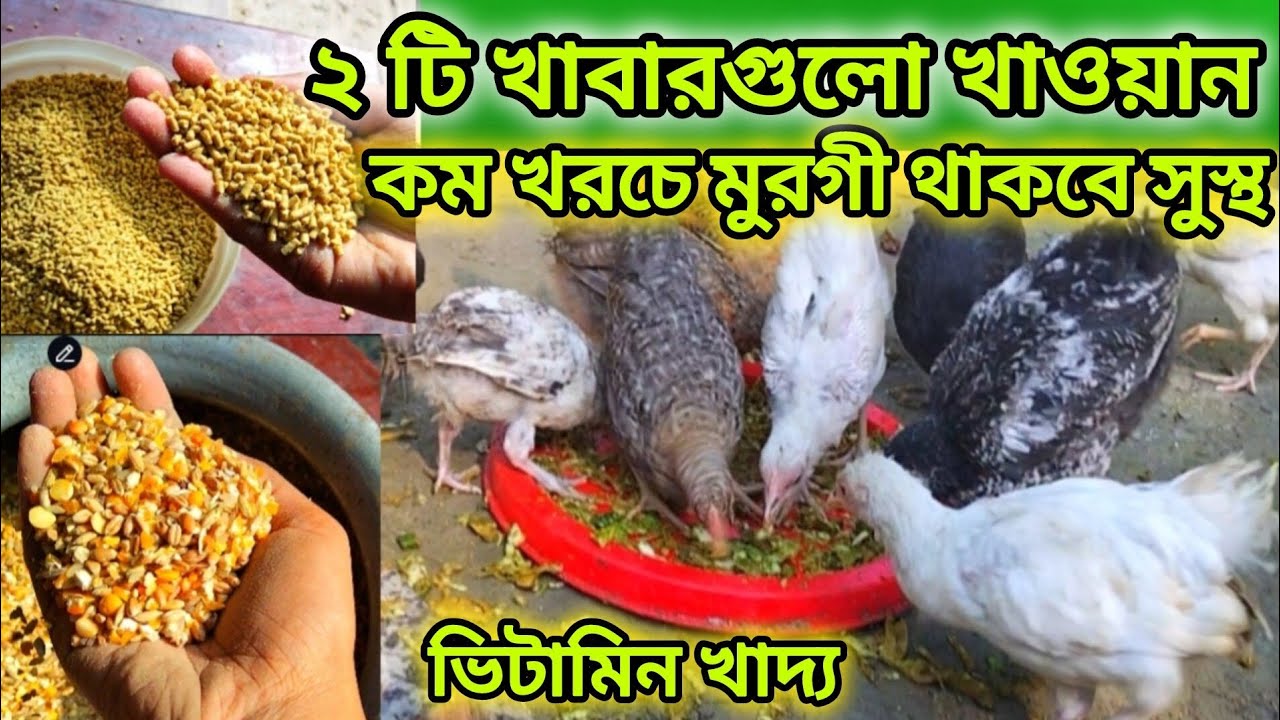 ২ টি খাবারে মুরগী ও মুরগির বাচ্চা সুস্থ থাকবে 2 hens and baby will be healthy 