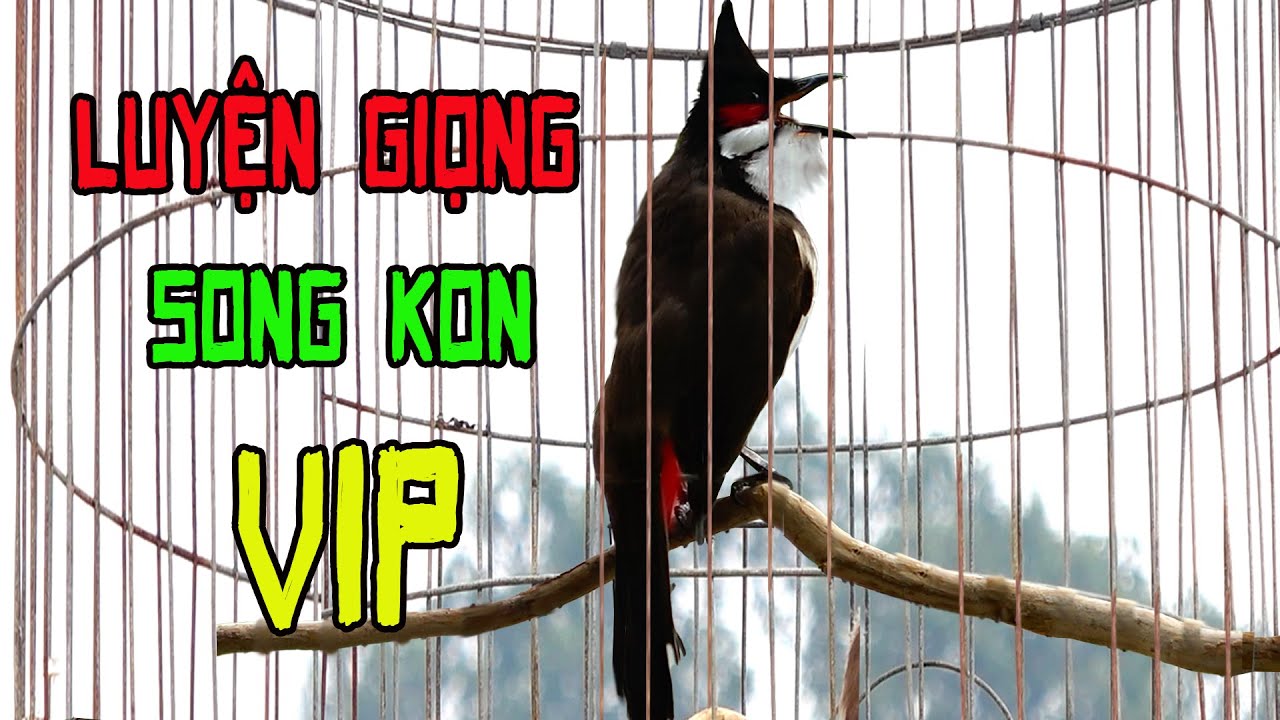 Luyện Mào Non,Má Trắng Học Giọng SÔNG KON XOẮN DÀI -HAY- DỄ HỌC | chào mào hót hay, chao mao