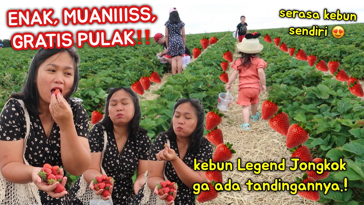 MANISNYA KEBANGETAN‼️ PANEN STRAWBERRY DI KEBUN LEGEND, SUPER MANIS KAYAK GULA🍓 MAKAN GRATIS‼️