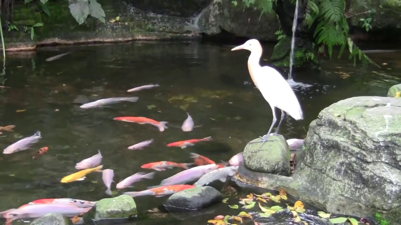 KL Bird Park - In the pond of fish