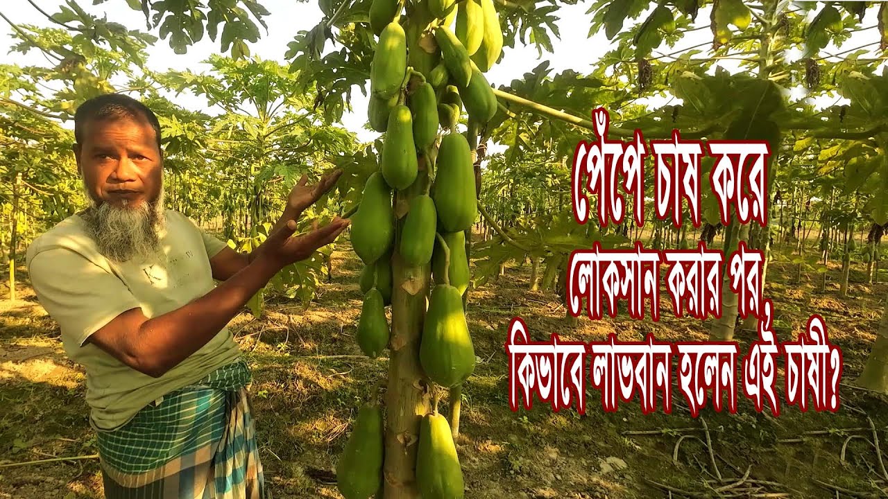 পেঁপে চাষ করে লোকসান করার পর, কিভাবে লাভবান হলেন এই চাষী?, Papaya Cultivation Part-2 l Roza Agro