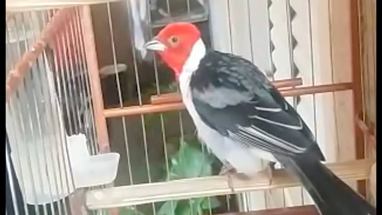 Galo da Campina Negão много поет вживую для любителей этих прекрасных птиц!!!!!!