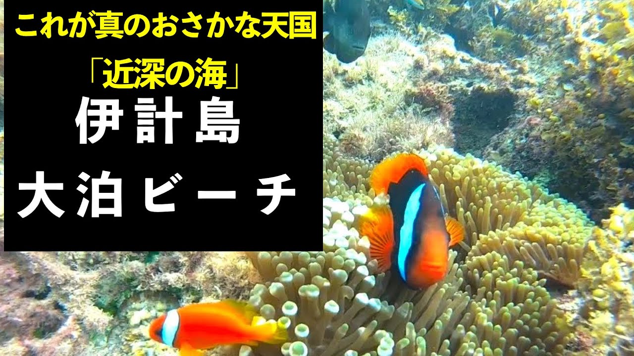 【シュノーケル】伊計島 大泊ビーチ（沖縄）Snorkeling in Odomari Beach, Ikei Island, Okinawa, JAPAN