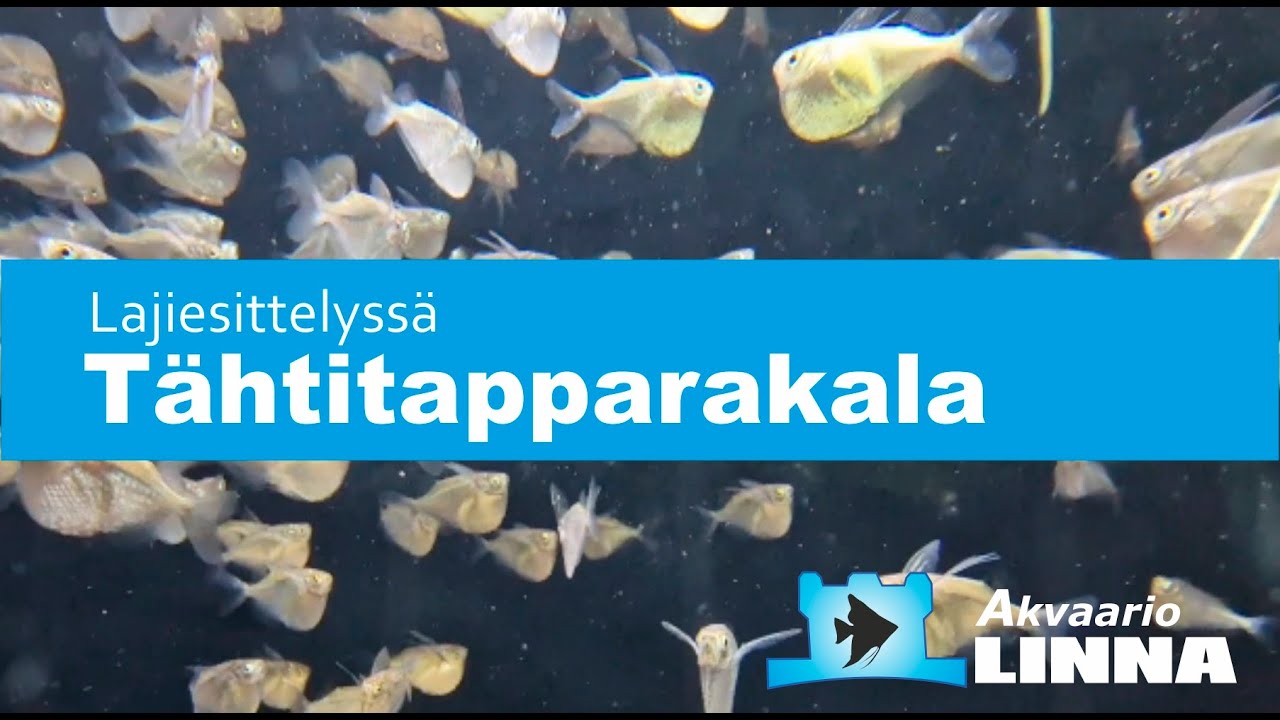 T&auml;htitapparakala, Gastropelecus stellatus