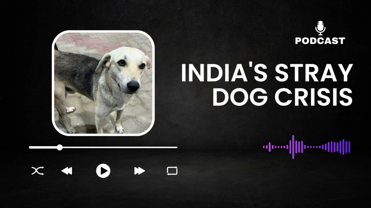 Stray Dog Crisis in India- Podcast