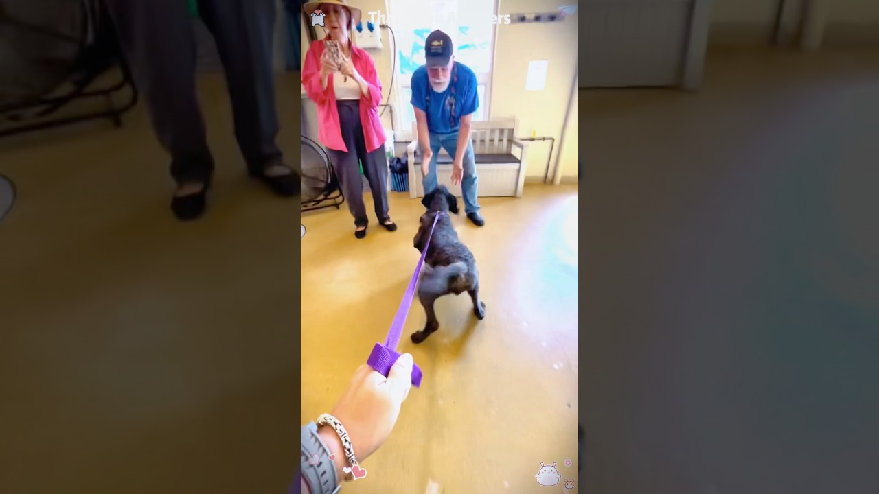 Dogs are happy to be adopted 