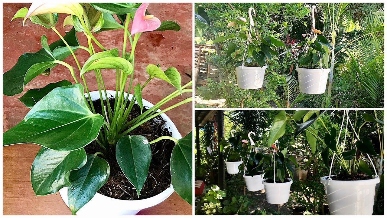 Transplante de mis anturios | división de plantas 👩🏻‍🌾🍃