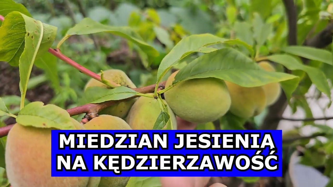 Kluczowy Jesienny Oprysk na Brzoskwinie. Kędzierzawość Liści Brzoskwini Oprysk Miedzianem na Jesieni