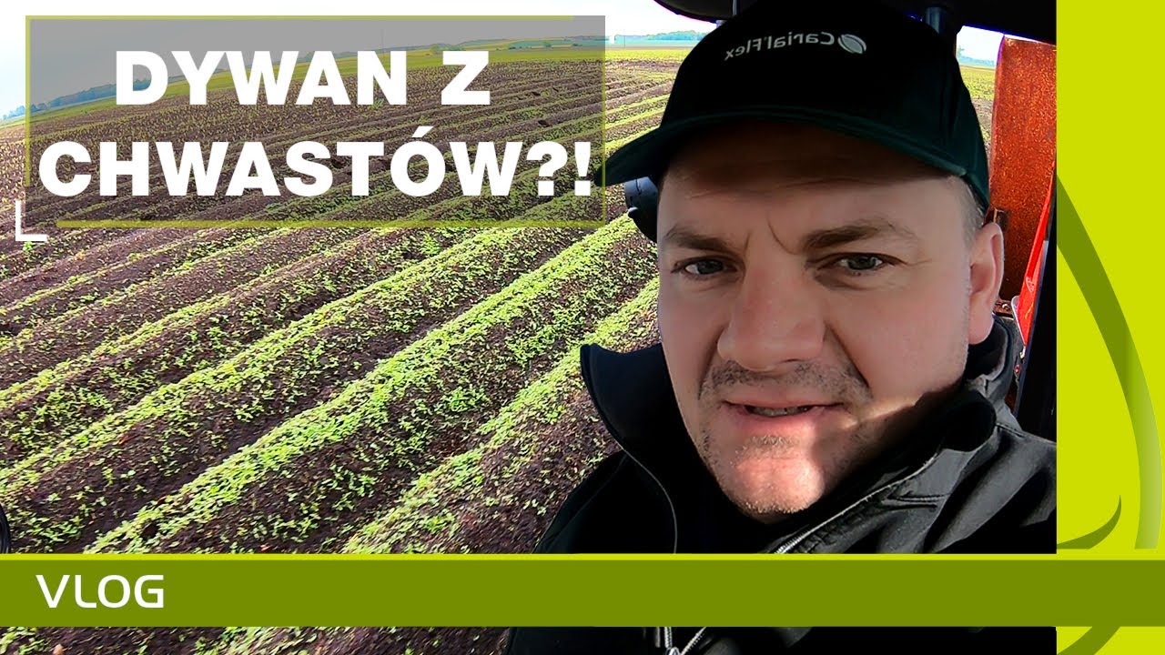 Oprysk ziemniaków na chwasty. Po co ten zabieg? Ochrona herbicydowa ziemniaków 2020