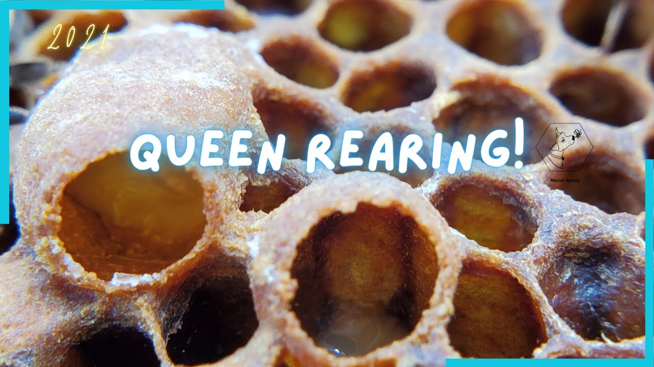 First attempt at queen rearing with NICOT