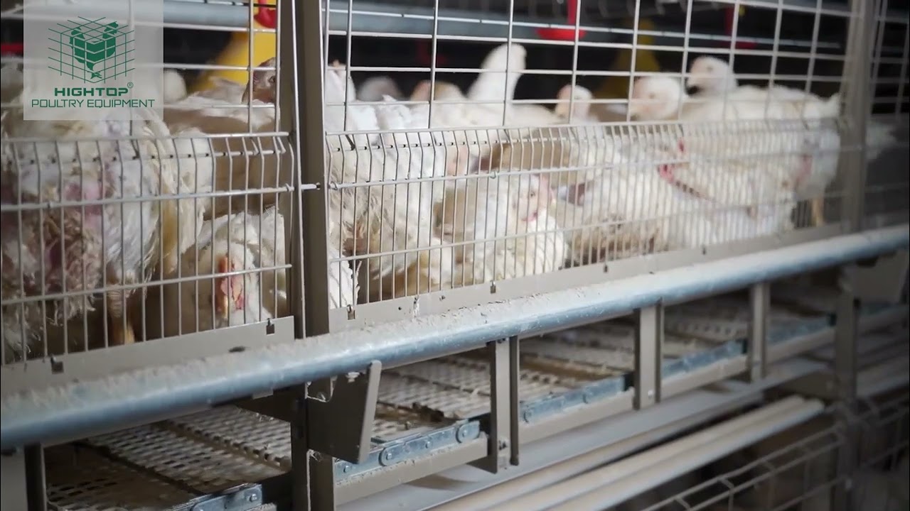 New Chain Type Harvesting Broiler Cage#broilerfarm #broilerchicken