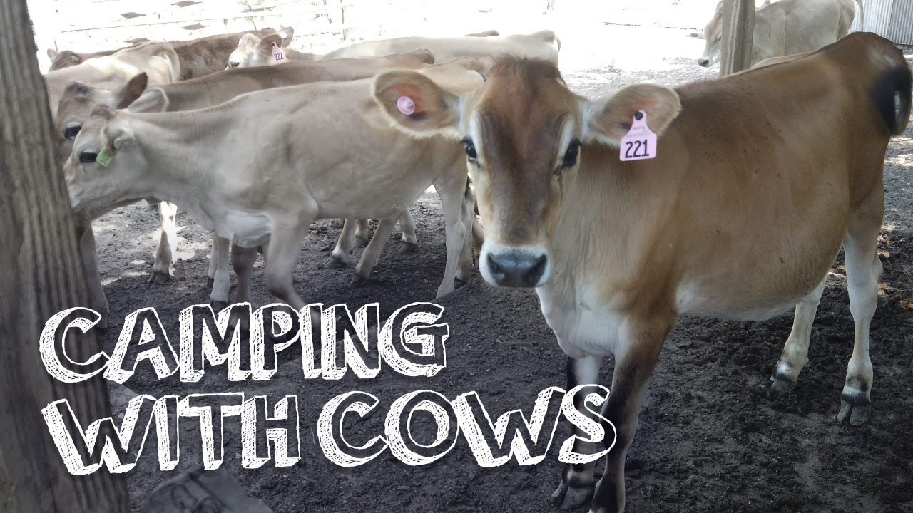Camping with Cows (Fixed)