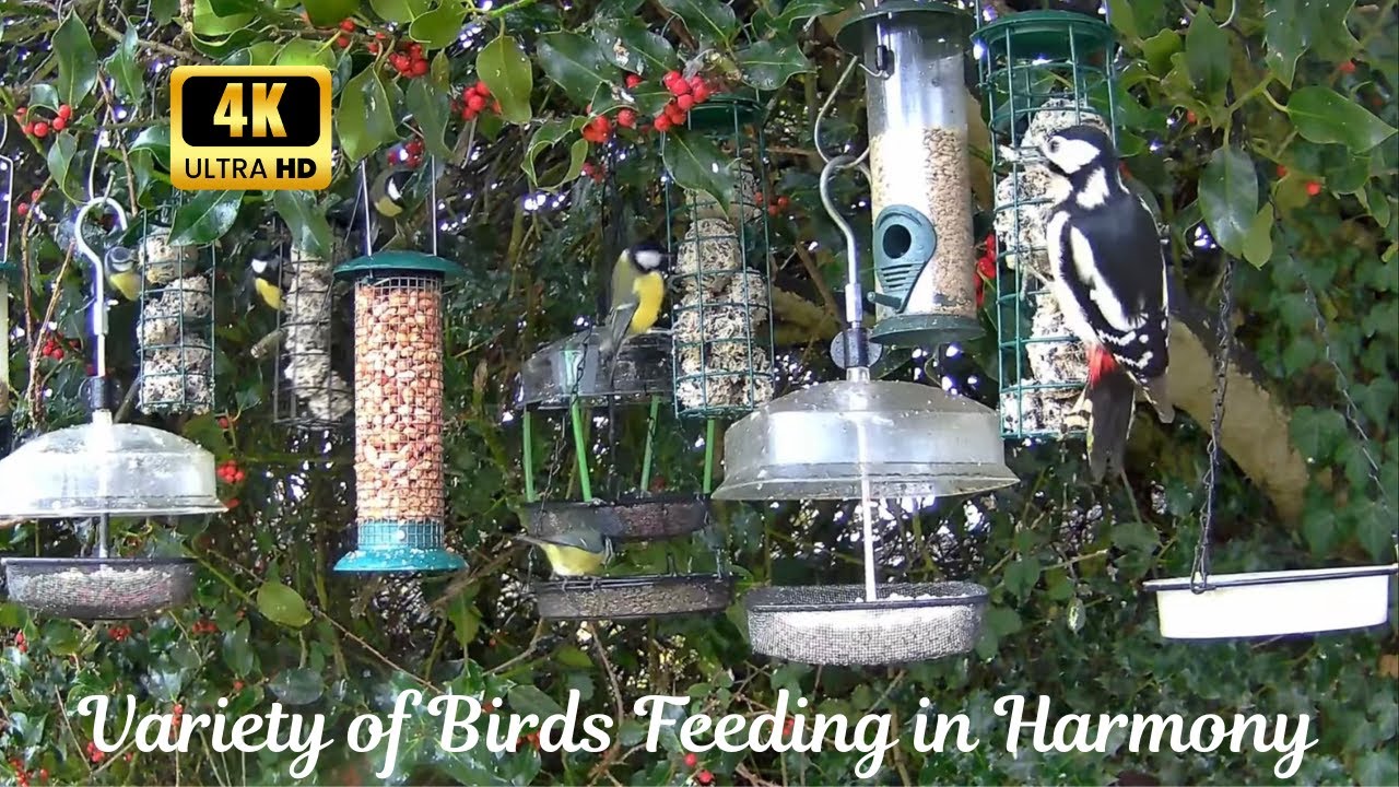 4K Bird Harmony: Starlings, Blue/Coal/Longtail/Great Tits, Gold/Green Finches, Robins & Woodpeckers