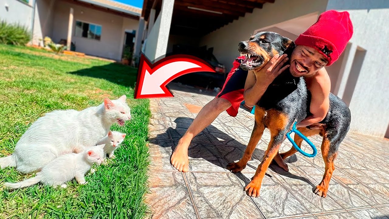 MEU CACHORRO POLICIAL AVANÇOU NOS MEUS GATINHOS… QUASE TERMINOU EM TRAGÉDIA!