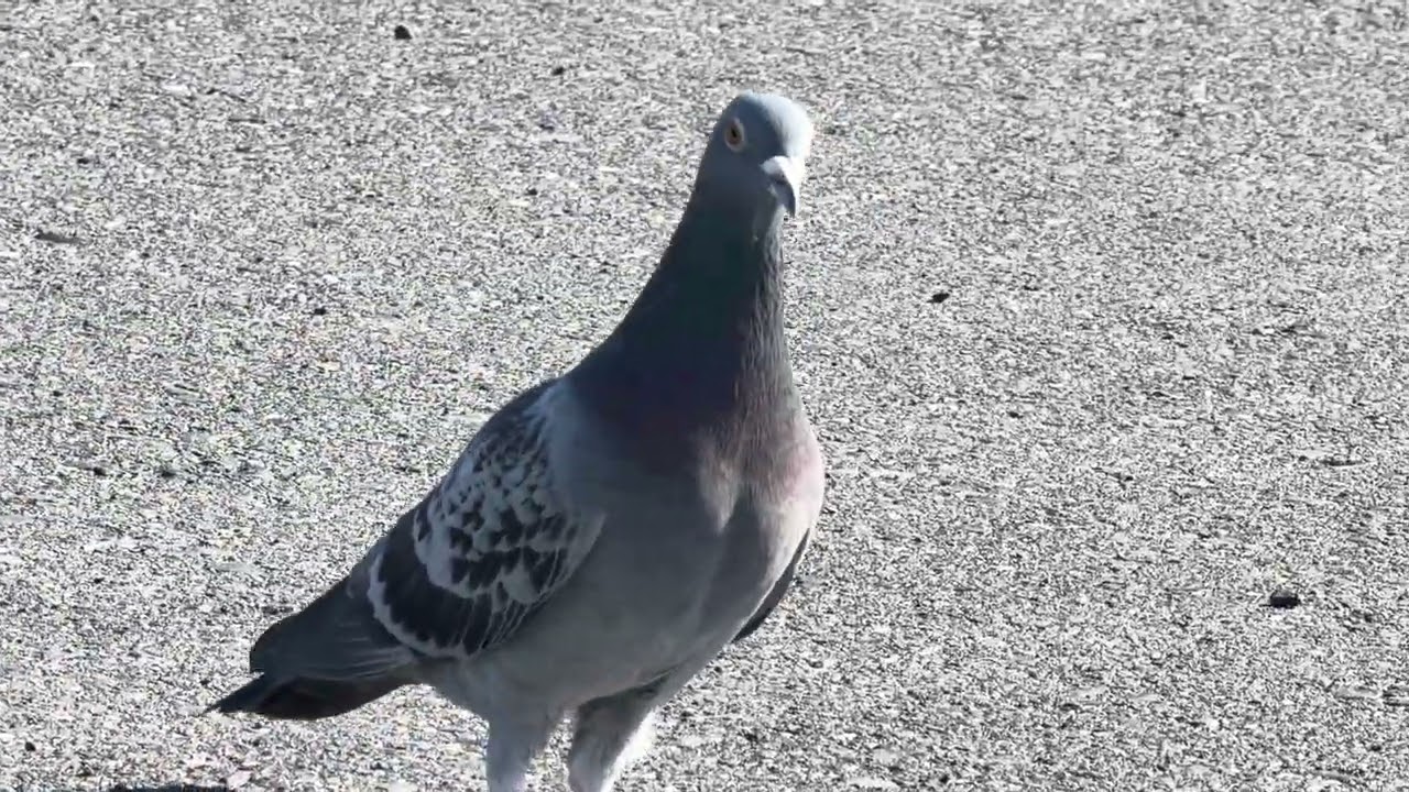 ハトさん　うろうろする