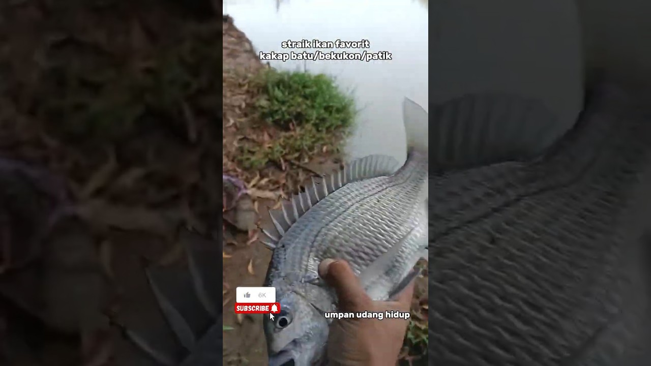 Mancing ikan kakap babon‼️#patik#bekukon#bekuku#kapuran#kakap batu