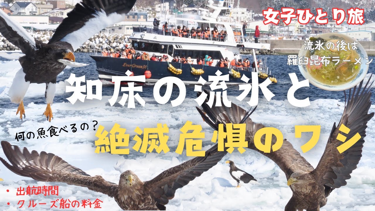 見れるかどうかは運次第！奇跡の絶景「羅臼の流氷バードウォッチング」【知床2泊3日】｜絶滅危惧のワシが舞う白銀の神社｜流氷後の羅臼昆布ラーメン