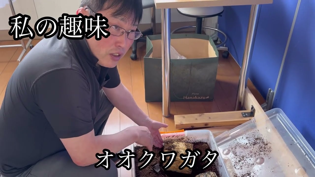 趣味のオオクワガタ紹介！阿古谷産です。幼虫から販売しています。