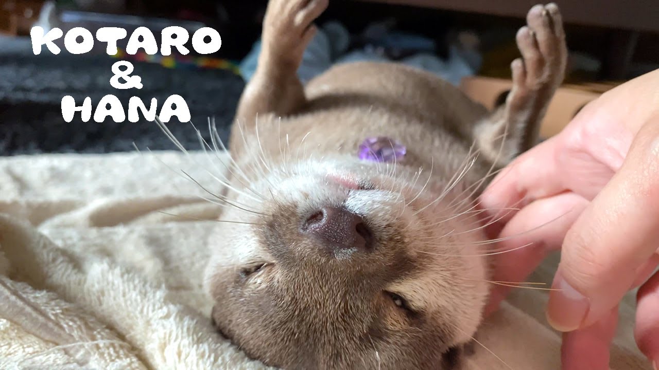 Мой массаж делает выдру сонной