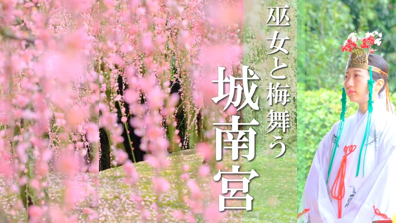 巫女が舞い、梅が散る 京都春の絶景 : 城南宮ピーク見頃のしだれ梅と落ち椿