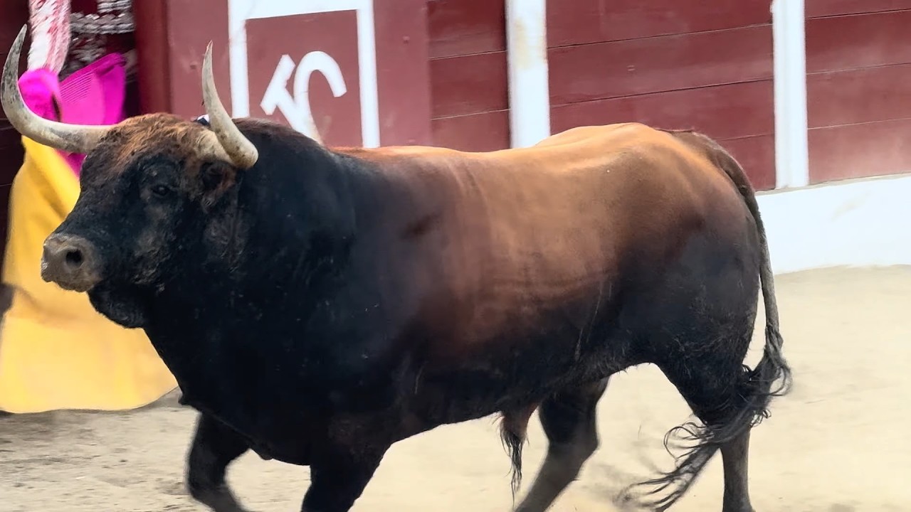 Salida 6º toro de SOBRAL: 