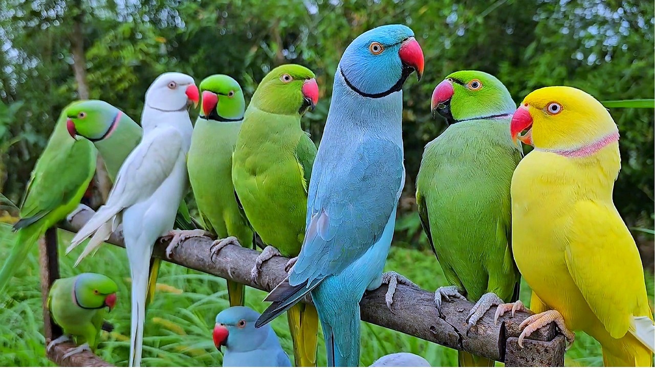 Parrot Talking Natural Voice