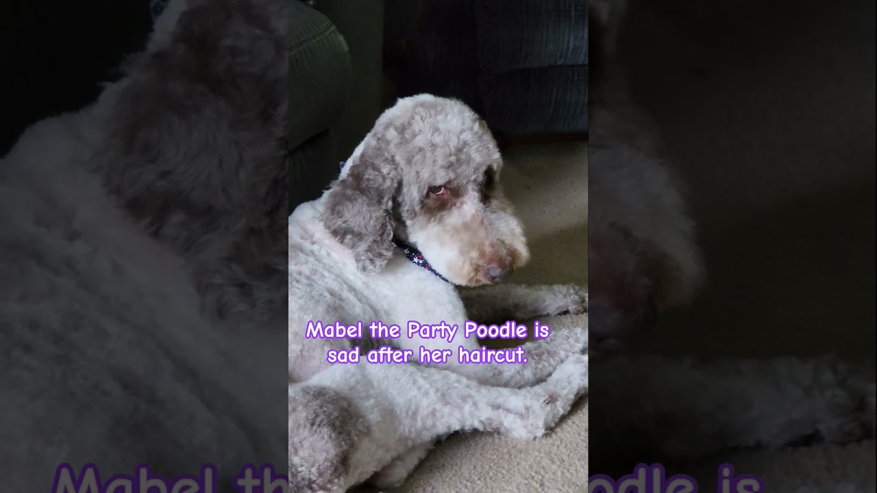 Mabel the party poodle is sad after her haircut.