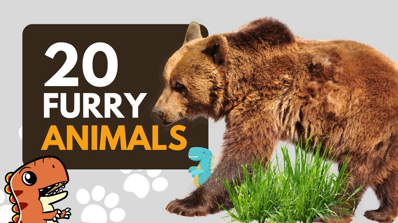 20 Furry Animals in The World for Kids to Learn - Educational Video