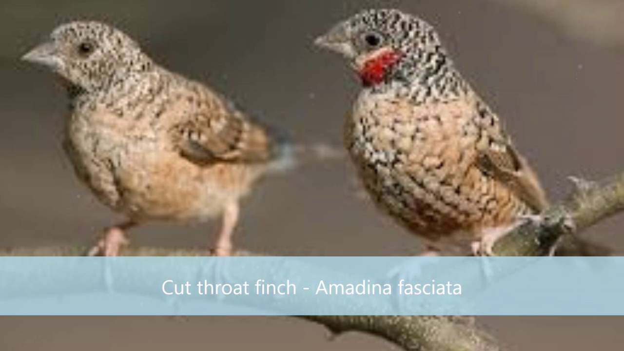 African Finches 2