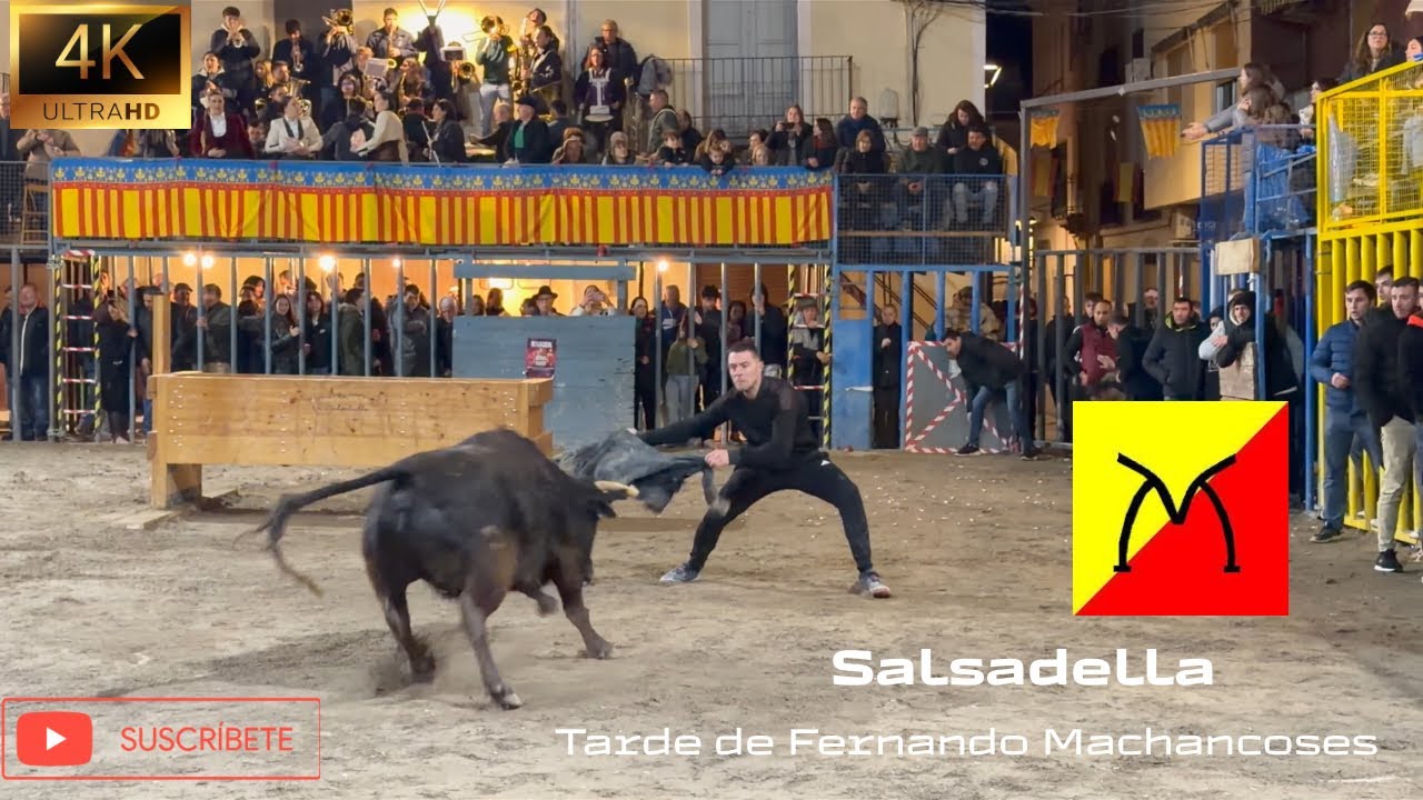 Salsadella‼️ // Buena tarde de Fernando Machancoses🐂 // 4K Video // 06-02-2026