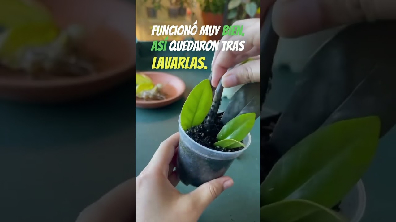 C&oacute;mo propagar la zamioculca con esquejes