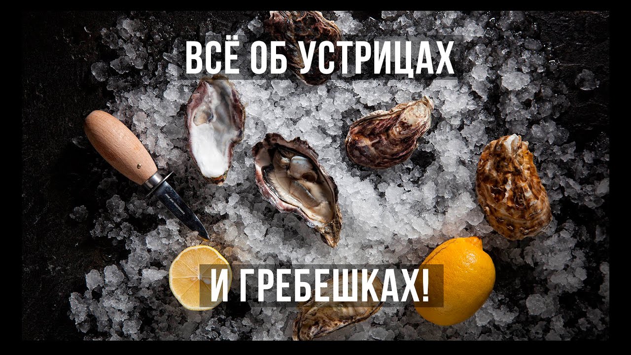 Всё об устрицах и гребешках!