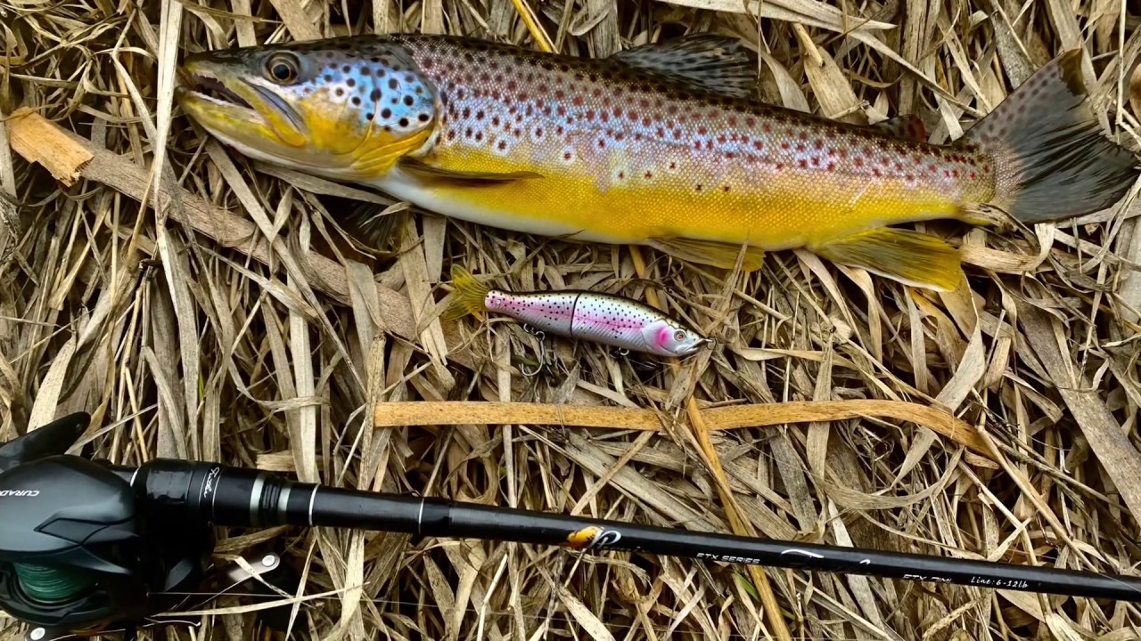 Brown Trout with swimbaits