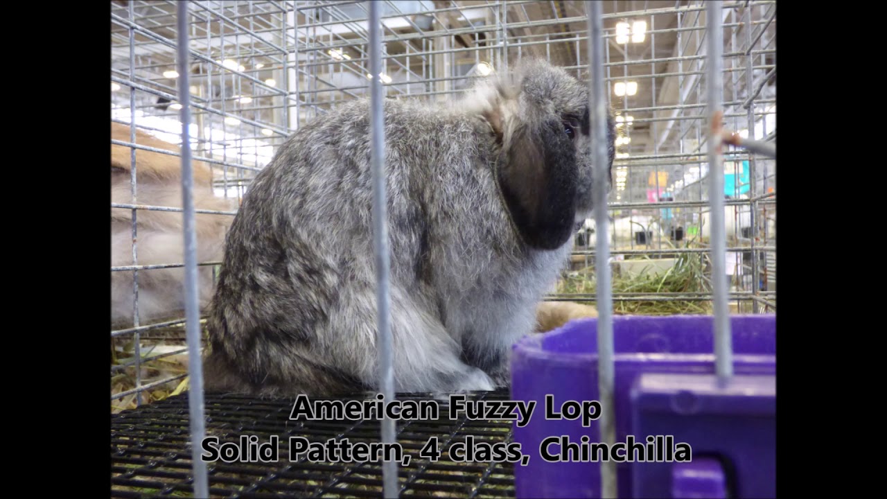 Rabbit Breeds and Breed ID Practice