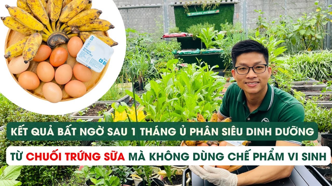 Tập 80 - Kết quả bất ngờ sau 1 tháng ủ phân từ chuối trứng sữa mà không dùng chế phẩm vi sinh