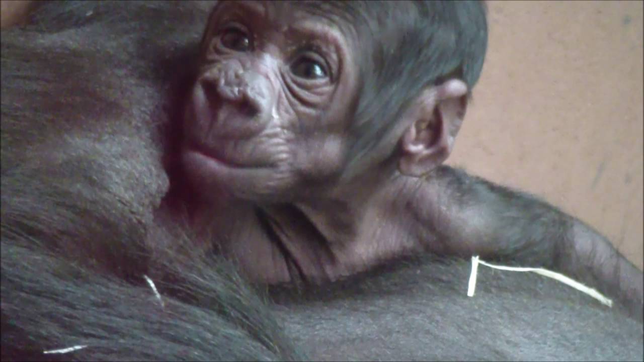 Shinda and Her Baby Ajabu