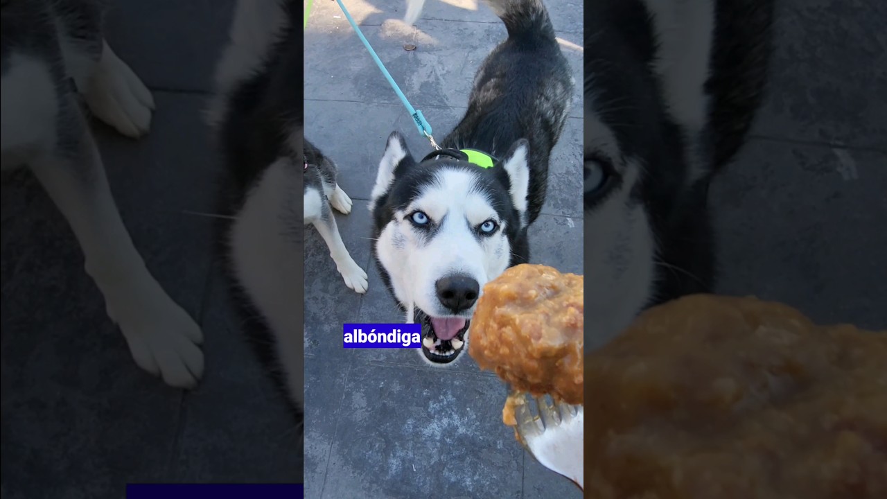 Husky 😱que habla pide alb&oacute;ndigas y jam&oacute;n🤣