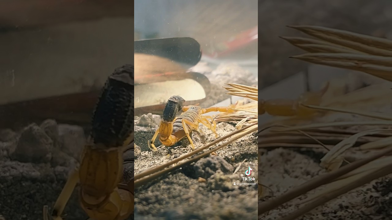 OMG THIS SCORPION IS DEADLY💀💀💀🔞🔥 