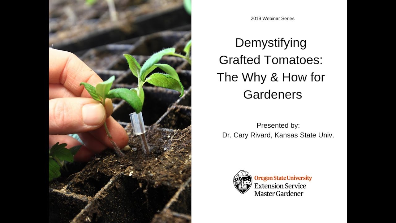 Demystifying Grafted Tomatoes: The Why & How for Gardeners