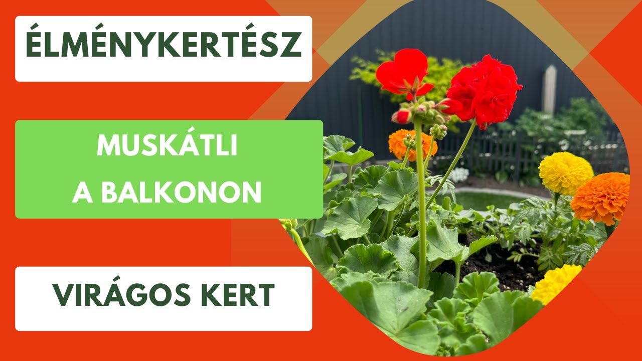 Muskátli a balkonon🌺