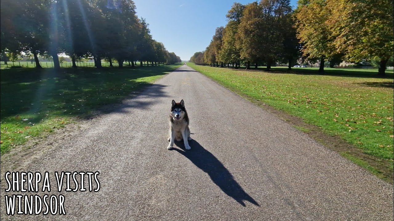 Sherpa's Visit to Windsor, Beautiful Place!